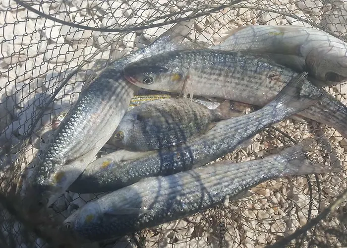 Appartamento Zuzul -