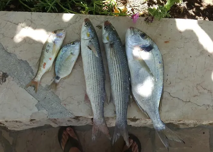 Appartamento Zuzul - Traù